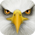 Ultimate Bird Simulator Android Mobile Phone Game