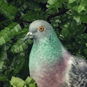 Pigeon: A Love Story Samsung Galaxy Discover S730M Game