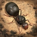 The Ants: Underground Kingdom QMobile Noir A6 Game