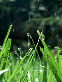 Rain On Grass QMobile M20 Screensaver