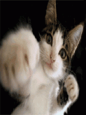 Boxing Cat Samsung S5630C Screensaver