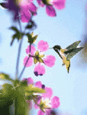 Flower Micromax X360 Screensaver
