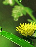 Flower Nokia E66 Screensaver