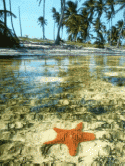 Star Fish  Mobile Phone Screensaver