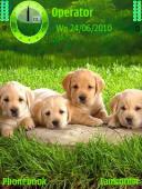 Cute Puppies