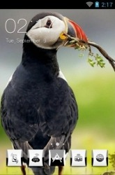 Atlantic Puffin CLauncher