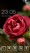 Rose CLauncher Android Mobile Phone Theme