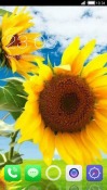 Sunflower CLauncher Android Mobile Phone Theme