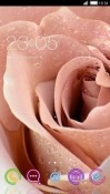 Rose CLauncher Android Mobile Phone Theme