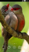 Love Birds CLauncher Android Mobile Phone Theme
