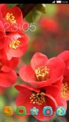 Flowers CLauncher Android Mobile Phone Theme