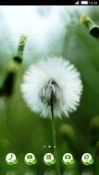 Dandelion CLauncher Android Mobile Phone Theme