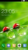 Ladybug CLauncher Android Mobile Phone Theme