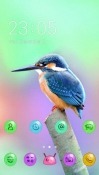 Humming Bird CLauncher Android Mobile Phone Theme