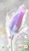 Flower CLauncher Samsung Galaxy Rush M830 Theme