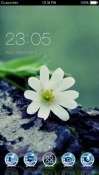 White Flowers CLauncher Samsung Galaxy Rush M830 Theme