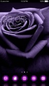 Purple Rose CLauncher Android Mobile Phone Theme