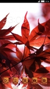 Red Leaves CLauncher Android Mobile Phone Theme