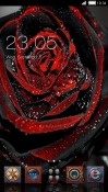 Black Rose CLauncher Samsung Galaxy Rush M830 Theme