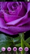 Purple Rose CLauncher Karbonn A11 Theme
