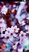 Flowers CLauncher Sony Xperia Tablet S Theme
