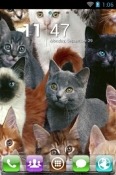 Cute Cats Go Launcher QMobile View Max Pro Theme
