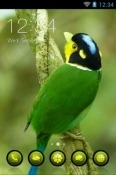 Long-Tailed Broadbill CLauncher Android Mobile Phone Theme