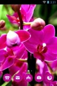 Orchid Flower CLauncher Android Mobile Phone Theme