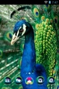 Peafowl CLauncher Karbonn A30 Theme