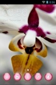 Lovely Orchid CLauncher QMobile Noir X33 Theme