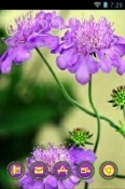 Pincushion Flower CLauncher Android Mobile Phone Theme
