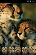 Cheetah CLauncher Samsung Galaxy A13 (SM-A137) Theme