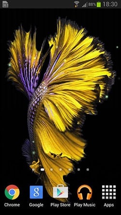 Betta Fish Android Wallpaper Image 2