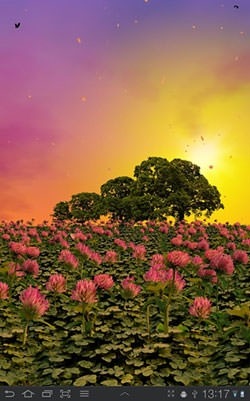 Clover Field Android Wallpaper Image 1