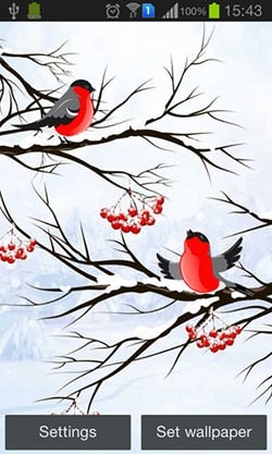 Winter: Bullfinch Android Wallpaper Image 1