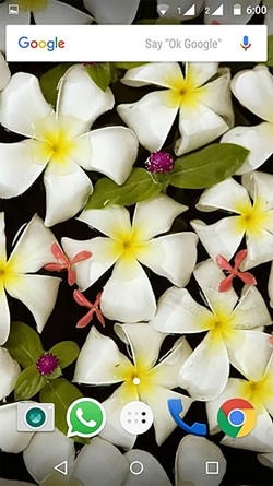 Plumeria Android Wallpaper Image 2