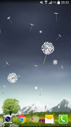 Dandelion Android Wallpaper Image 2