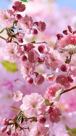 Sakura Android Wallpaper Image 2