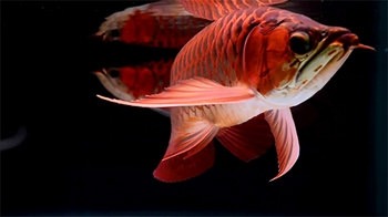 Lovely Arowana Android Wallpaper Image 1