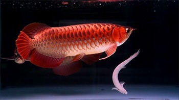 Lovely Arowana Android Wallpaper Image 2