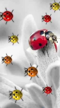 Ladybugs Android Wallpaper Image 1