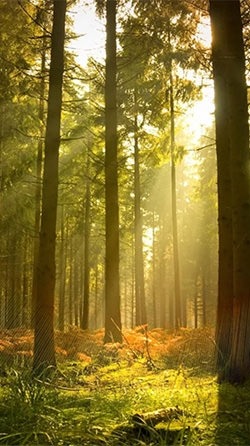 Sunny Forest Android Wallpaper Image 1