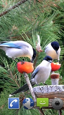 Garden Birds Android Wallpaper Image 1