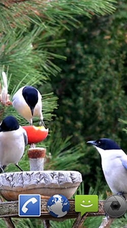 Garden Birds Android Wallpaper Image 2