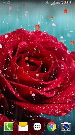 Rose: Raindrop Android Wallpaper Image 2