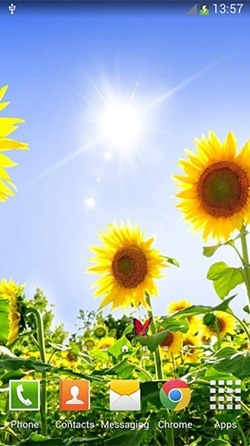 Sunflowers Android Wallpaper Image 3