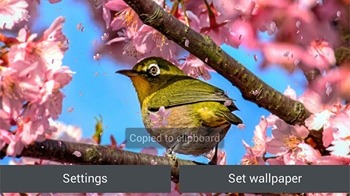 Sakura Garden Android Wallpaper Image 3