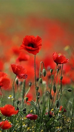 Red Poppy Android Wallpaper Image 1