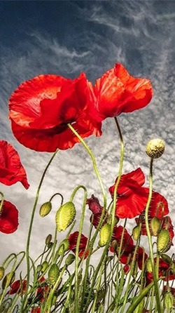 Red Poppy Android Wallpaper Image 2