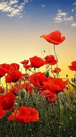 Red Poppy Android Wallpaper Image 3